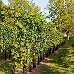 Landgoed Kasteel De Hoogenweerth ماسترخت